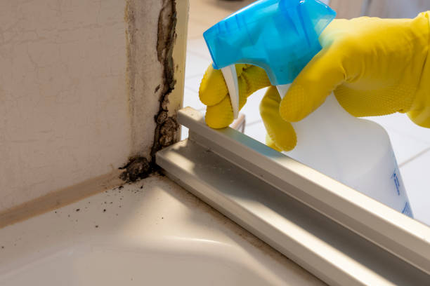 Mold Removal and Inspection in Newton, AL