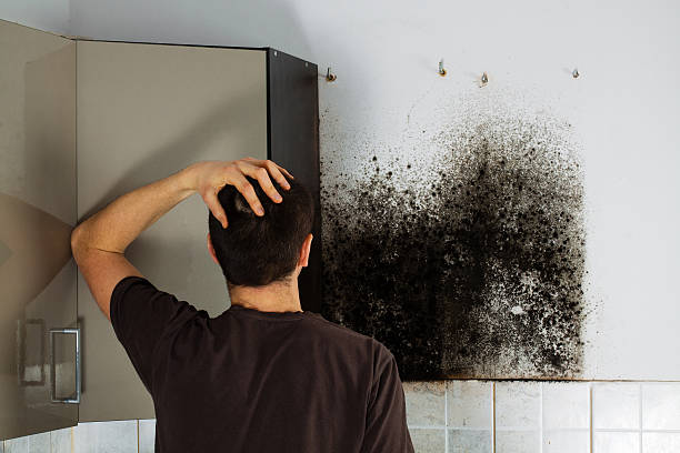 Best Mold Removal and Inspection  in Newton, AL